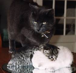 En mai avec Clochette et Chanel