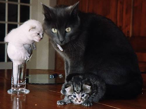 En mai avec Clochette et Chanel