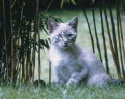 En juin au mileu des bambous